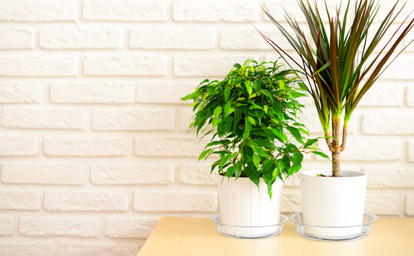 Vasos com plantas verdes em ambiente luminoso