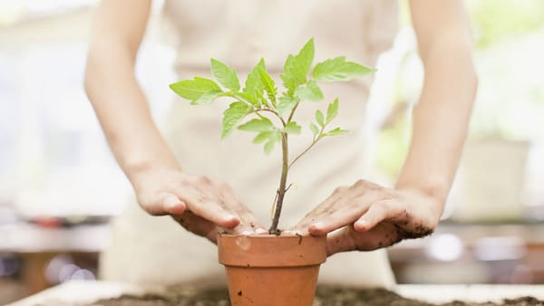 Mãos a cuidar de uma planta em vaso com terra